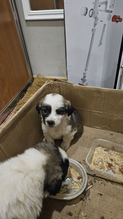 Щенки в добрые руки