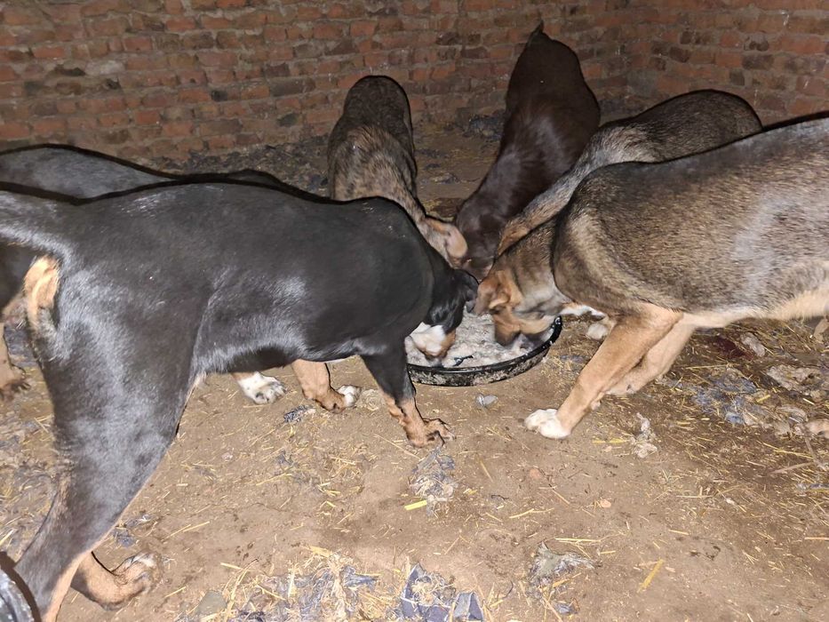 Подарявам кучета