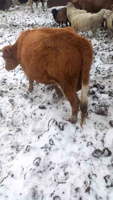 Продам корову и телок