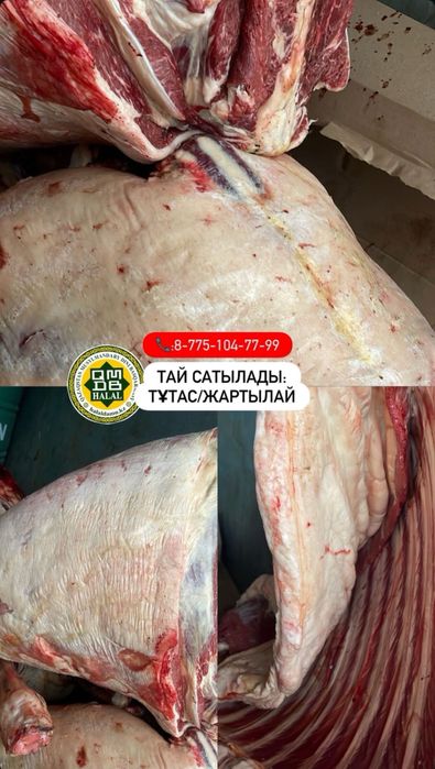 Жылкы байтал тай кунан 3000 тг