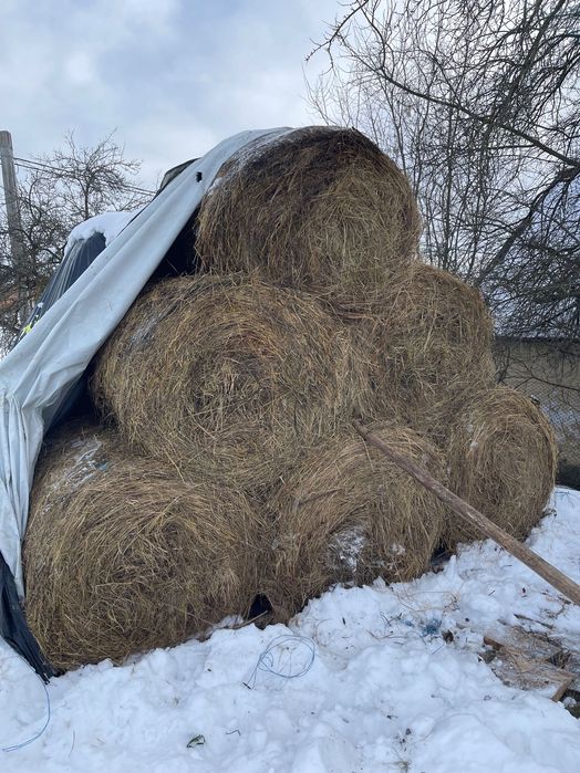 Baloți uscați de fân
