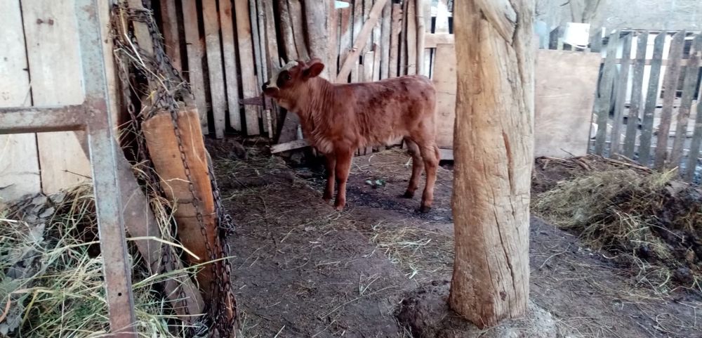 Vitea Baltata Romaneasca