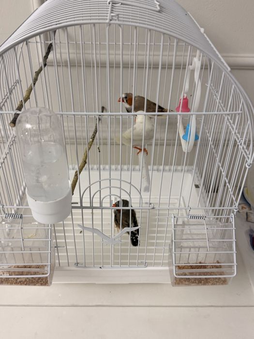 Продам амадинов с клеткой.