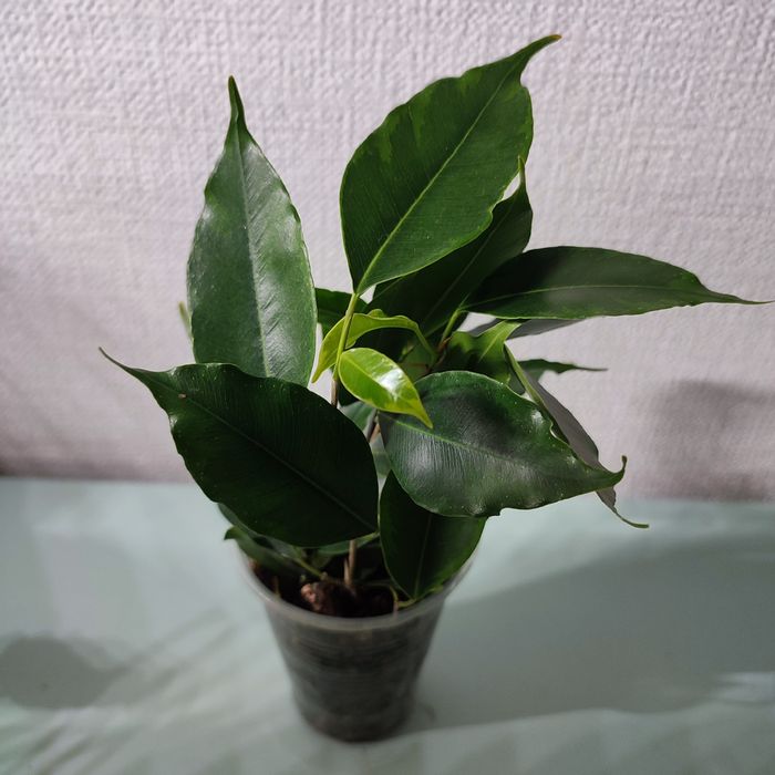 Фикусы-комнатные растения