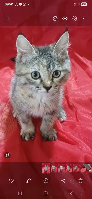 Котенок девочка 2 мес