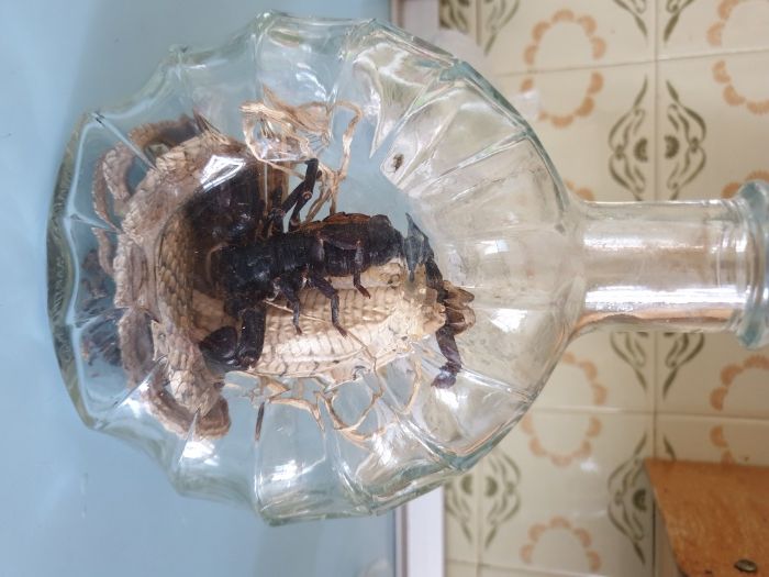 кобра в бутылке из вьетнама