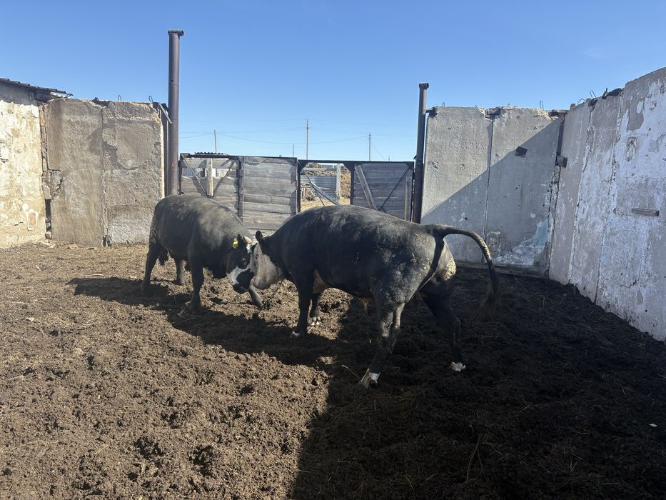 Етке бұқалар сатылады