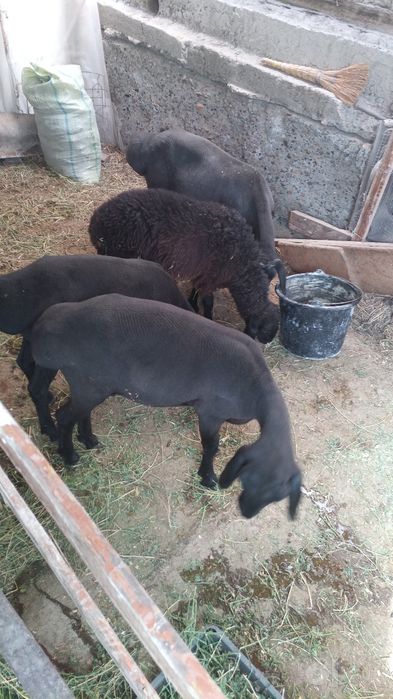 Hisori qoʻylar 3 moda 1 tagal sotiladi
