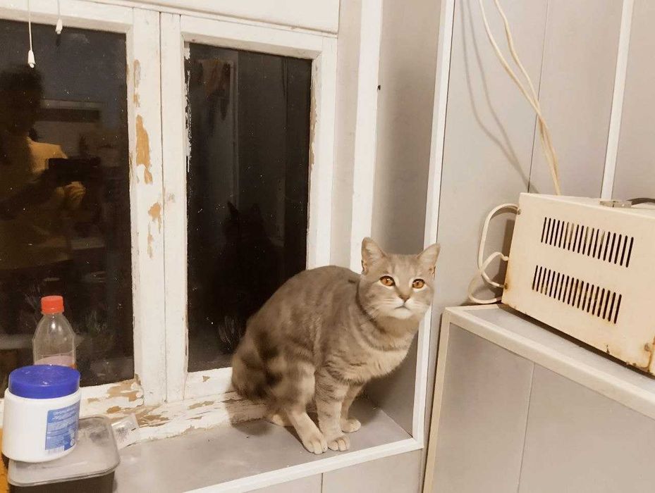 Добротный кот с покладистым характером пристраивается