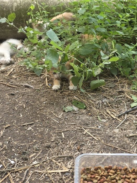 Котята 5 штук мкр Север