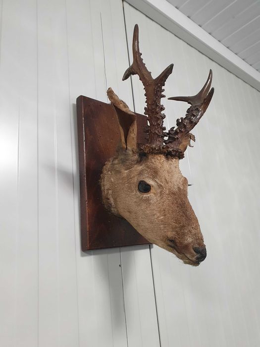 Трофей Сръндак, елен, сърна