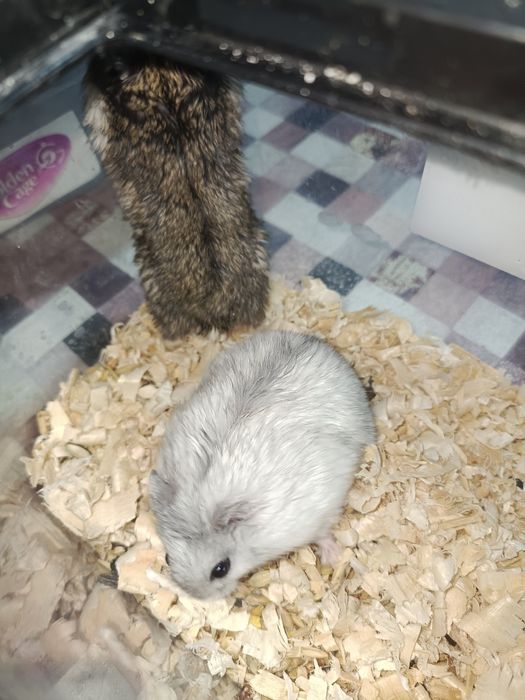 Хомяк джунгарский девочка