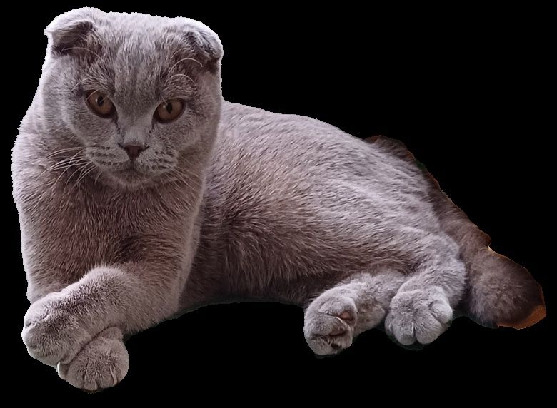 Скотиш фолд(Шотландская вислоухая)