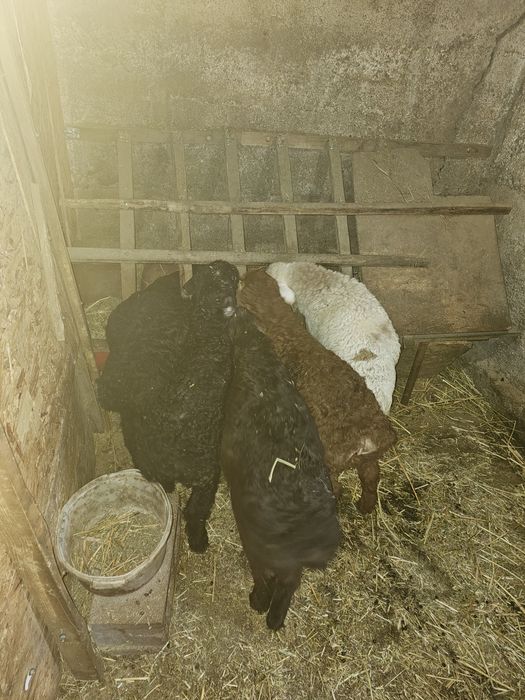 Продам ягнят гисаров