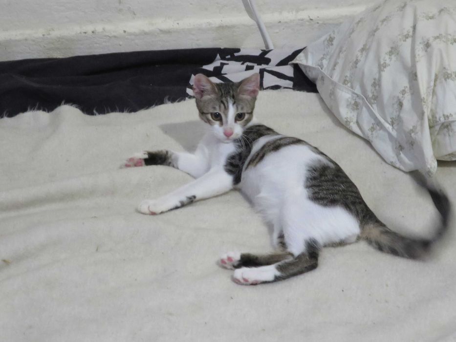 Подарявам 6 месечно мъжко коте