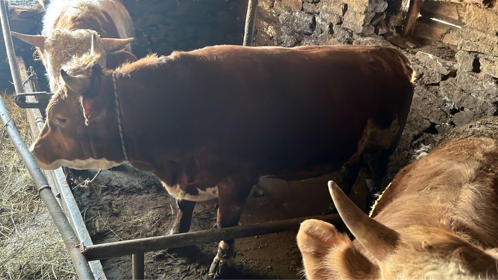 Откорм быки 950000тг