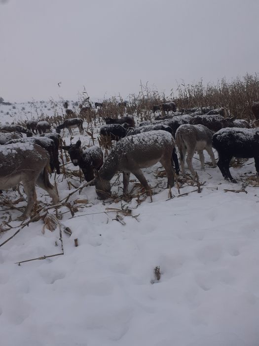 Vând sau schimb mărgărite gestante