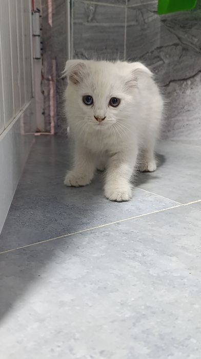 Метис ангора + Scottish fold кошка девочка (вислоухая)