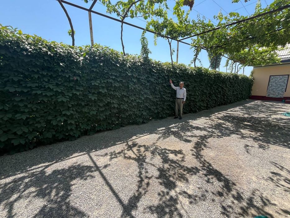 Devor va uy uchun gul