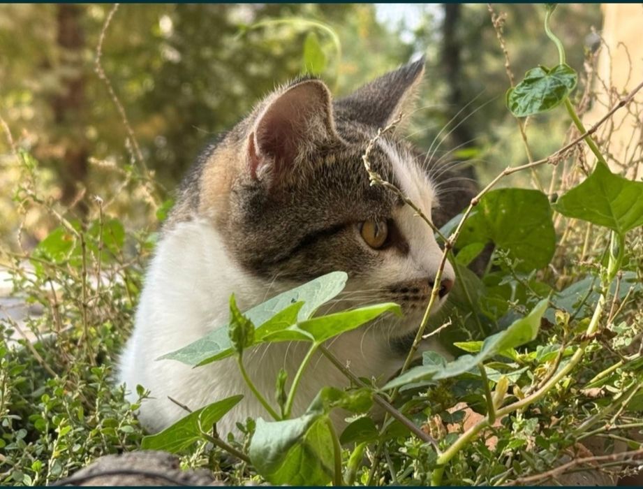 Домашняя кошка в хорошие руки