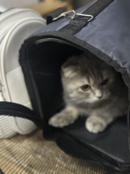 Кошка в добрые ручки