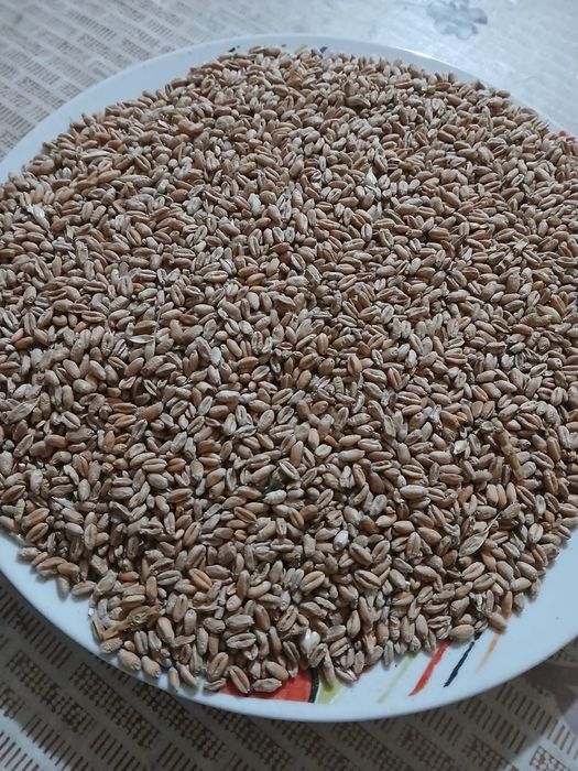 жито за животни (фураж)