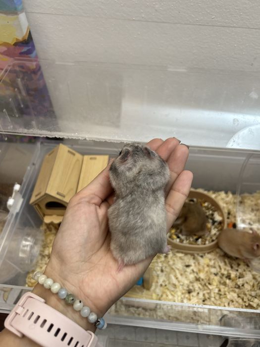 Клетка  новая для хомяка