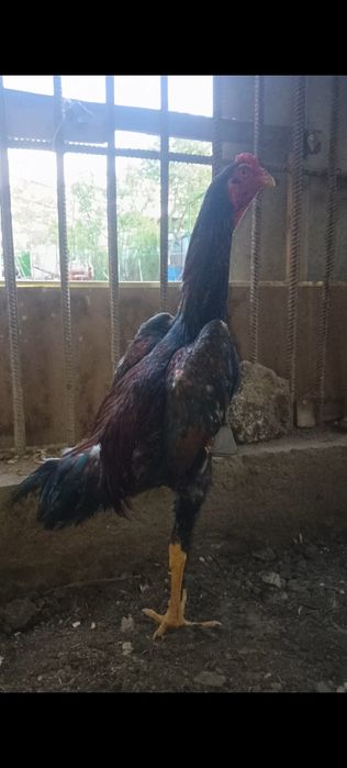 Дакан жужа сентябрьский