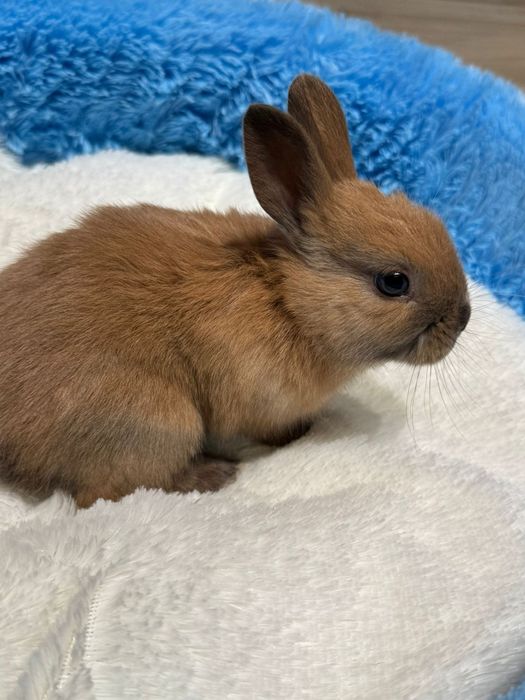 Декоративные кролики