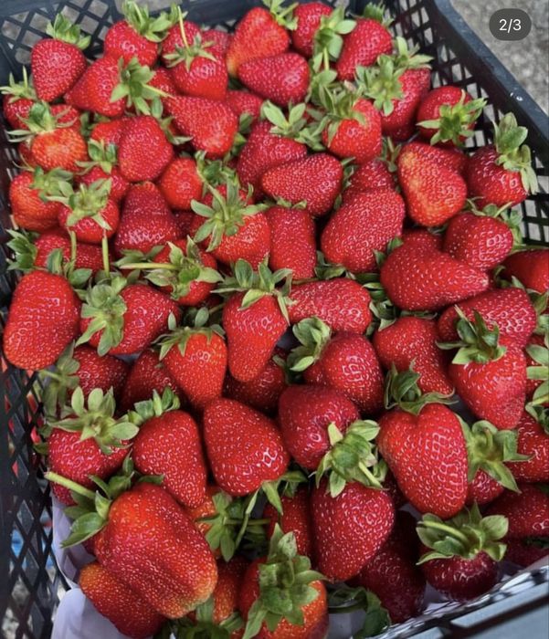 Клубника местный Отборный Кг 2.500