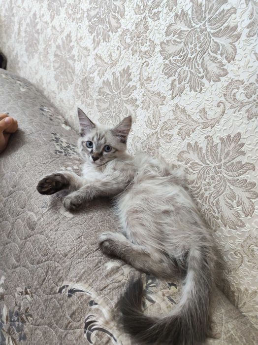 Отдам котёнка в хорошие руки