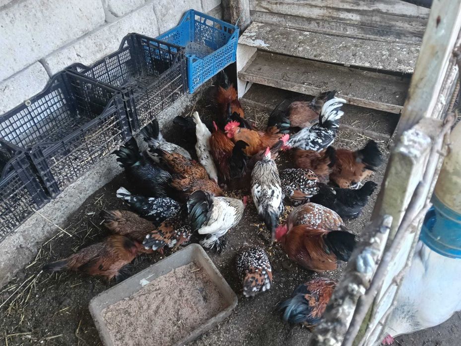 Găinuși de ornament