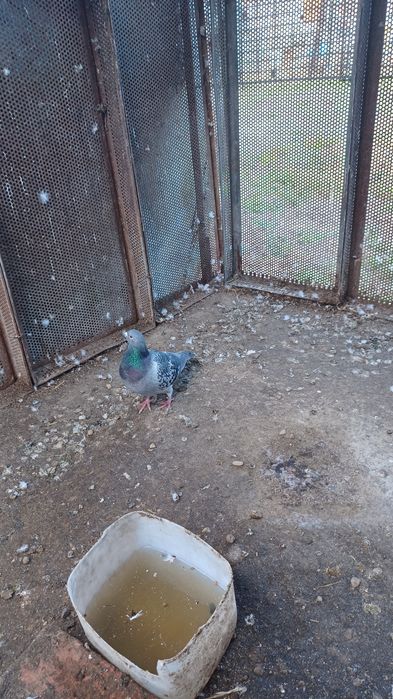 Vând porumbei voiajori