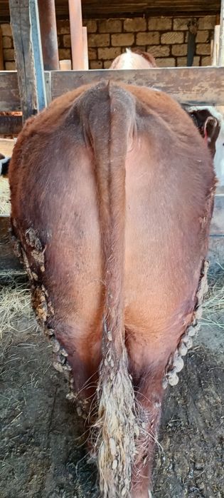 Бордықта турған бұқа сатылады.