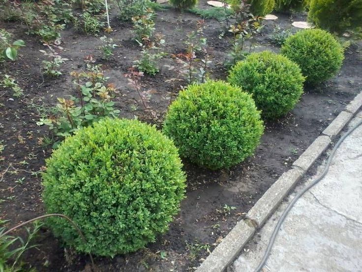 Садовник Посадка, пересадка деревьев растения цветы кучат экиш хизмати