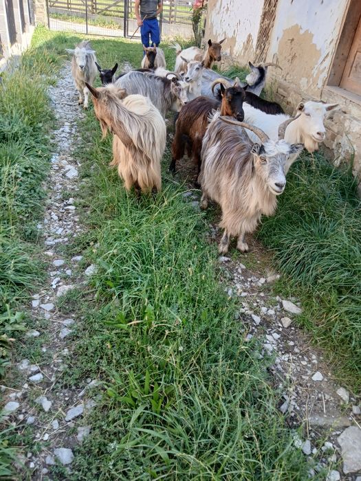 De vânzare capre tinere