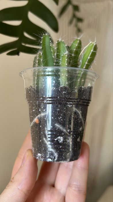 Гилоцереус ундатус