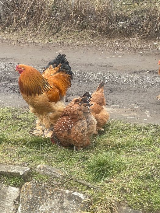Pui brahma hd  si colombia de 3 saptamani
