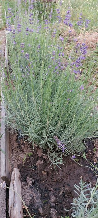 Лаванда фиолетовая