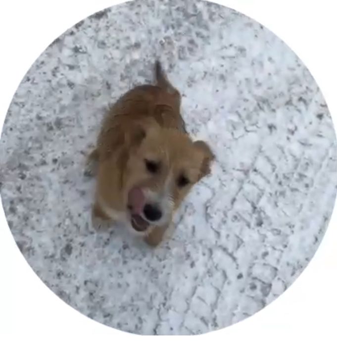 Собака стерилизованная