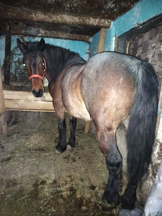 Vand iapa gestanta in 8 lui iapa se probeaza la fata locului