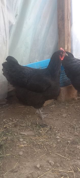 Продам кур джерсиский гигант и кохенхин