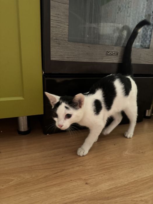 Котенок в добрые руки