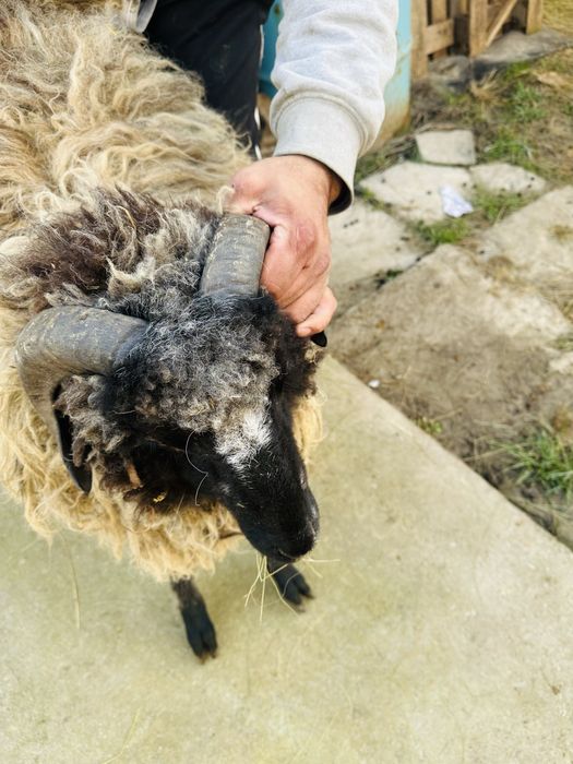 Продавам Дебело Ягне