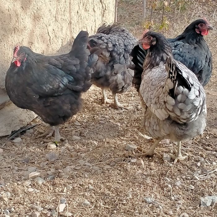 Jersi gigant tovuqlar sotiladi