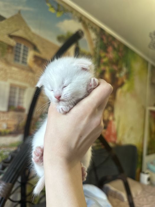 Котята-полу шотландцы