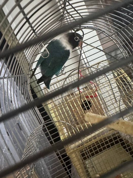 Продам папугай неразлучный