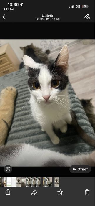 Отдам котят в добрые руки!