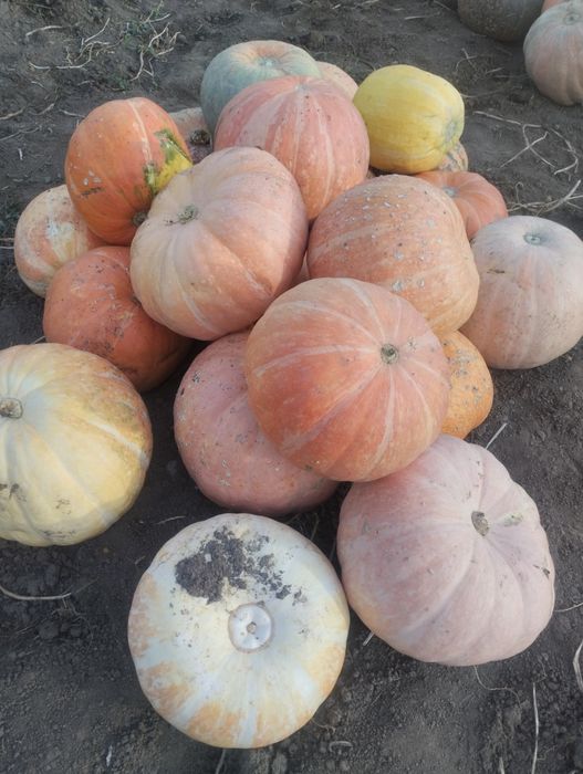 Продам кормовую тыкву