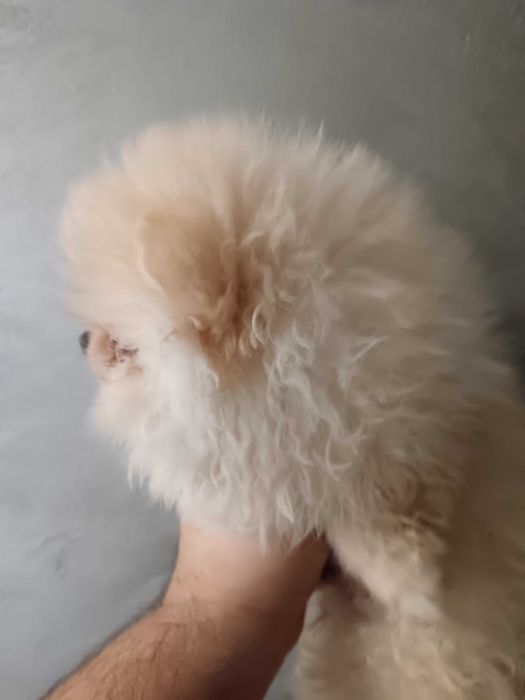 Померан момчета от елитни родители